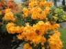 DSC00995.2.jpg
