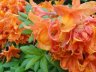 DSC01001.2.jpg