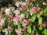 DSC01004.2.jpg