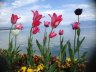 Tulipan
