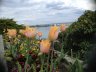 Tulipan