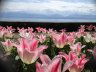 Tulipan