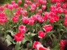 Tulipan
