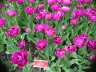 Tulipan